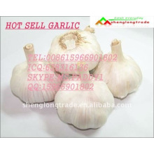 garlic producer factory in jinxiang county